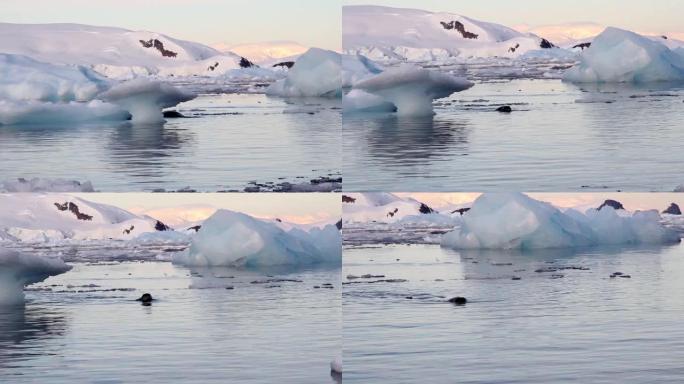 南极洲的冰山和海豹