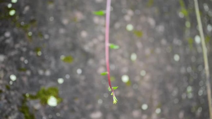 特写莲娜新鲜嫩叶。