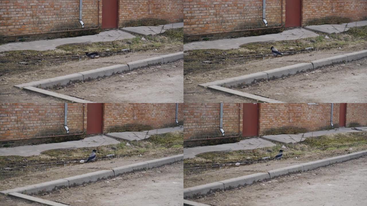 一只灰色的乌鸦穿过院子，从水坑里喝水。在城市中射击鸟类