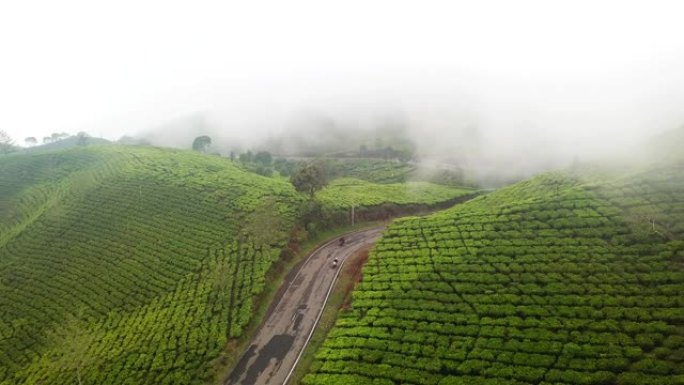 印度尼西亚西爪哇省万隆摄政区茶园雾蒙蒙的美丽鸟瞰图。以4k分辨率拍摄