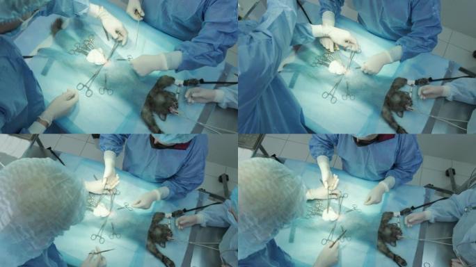 手术室的兽医外科医生进行猫绝育