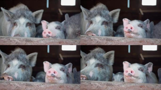 农场谷仓里可爱的灰色小猪。围栏里的脏猪。猪。农村地区