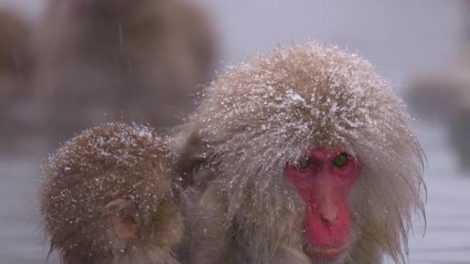 雪猴日本猕猴 -- 泡温泉的猴子的父母和孩子