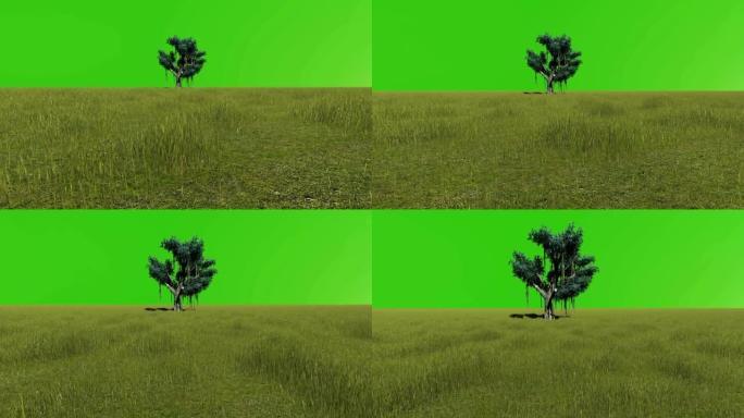 绿色屏幕在一棵树上，4K