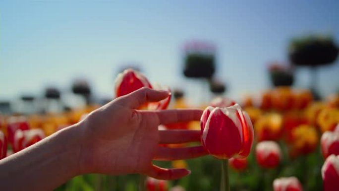 特写女人手触摸红色郁金香。女性手指在花园里抚摸花朵。
