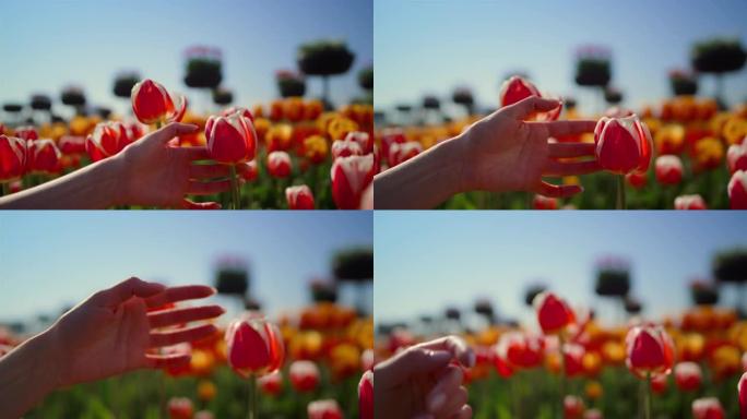 特写女人手触摸红色郁金香。女性手指在花园里抚摸花朵。