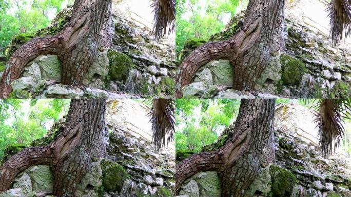 树根通过石头生长玛雅神庙废墟Muyil墨西哥