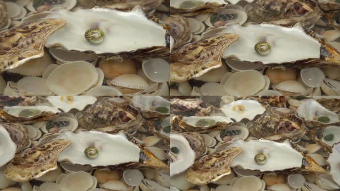 蚝壳躺在贝壳的水下。