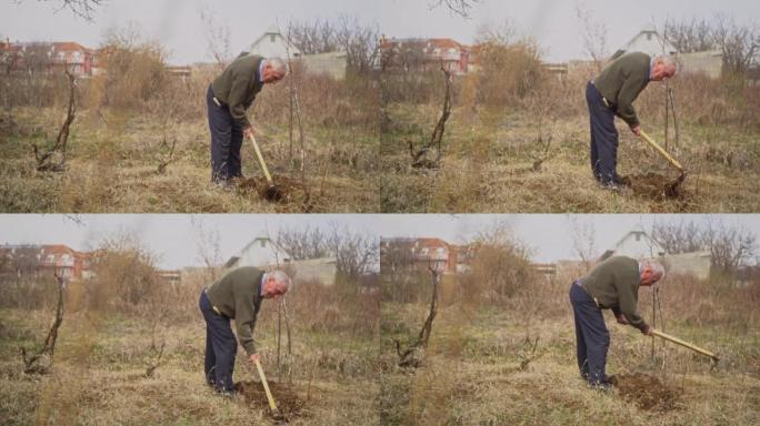 老人在果园里挖掘