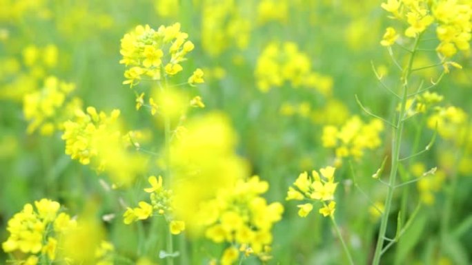 油菜花盛开油菜花盛开