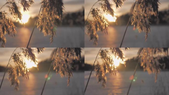 日落时，芦苇在冰冻的湖边放松特写镜头。