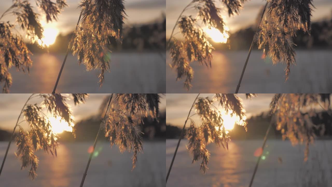 日落时，芦苇在冰冻的湖边放松特写镜头。
