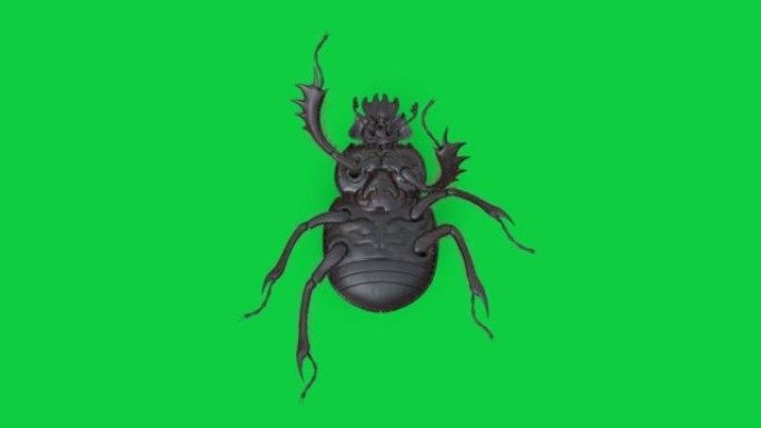 顶视图粪甲虫循环动画在绿屏背景股票视频