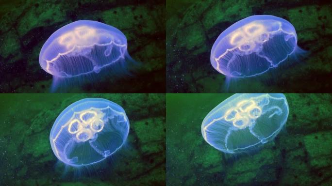 果冻鲸脂水母的特写蓝色鲸脂水母或黑色背景下水下缓慢移动