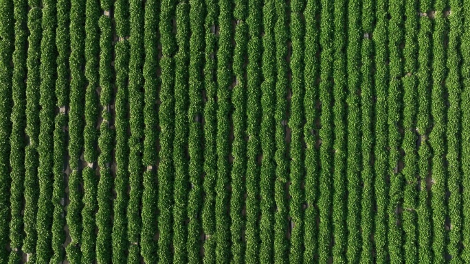 合阳县万亩红薯苗种植业乡村振兴【有版权】