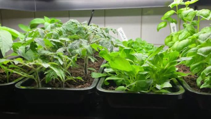 室内种植蔬菜，带生长灯