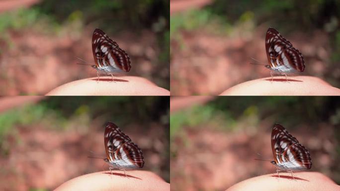 近镜头热带雨林蝴蝶在人类手上