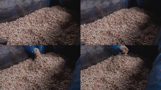 新鲜可可豆在阳光下干燥之前先与酵母一起发酵