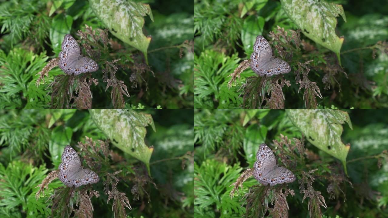 翅膀张开的蝴蝶灰色三色堇。