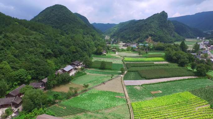 4k大山里的蔬菜种植基地