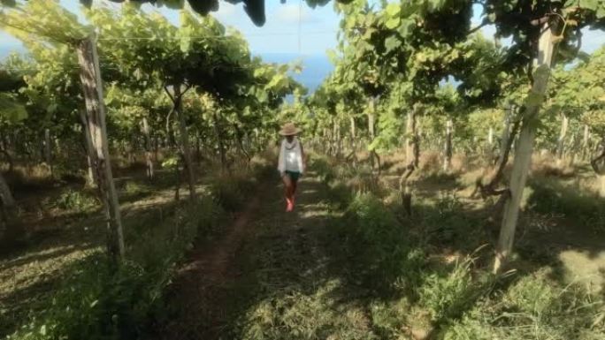 一名戴着草帽的白人妇女在西班牙巴斯克地区的chacoli葡萄酒葡萄园中行走。慢动作。卵母细胞学和自然