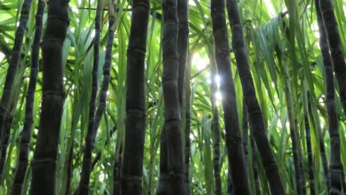 甘蔗植物在田间生长