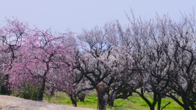 美丽盛开的梅花，神奈川县Soga plum Grove