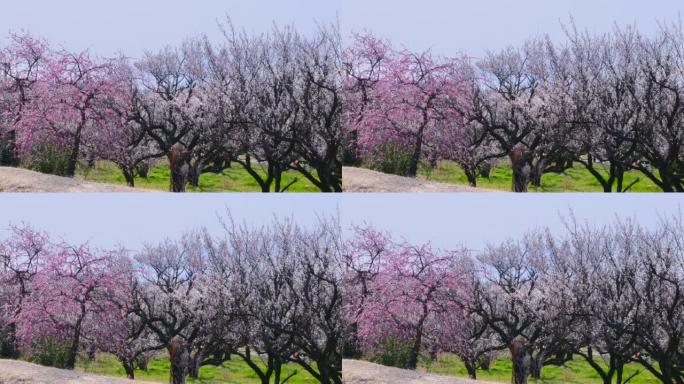 美丽盛开的梅花，神奈川县Soga plum Grove