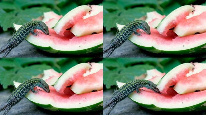 绿色野生蜥蜴吃西瓜食物垃圾，爬行动物野生动物，西兰托