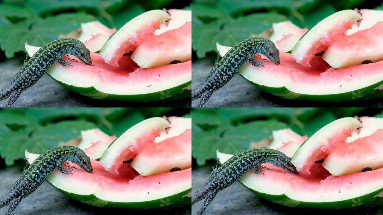 绿色野生蜥蜴吃西瓜食物垃圾，爬行动物野生动物，西兰托