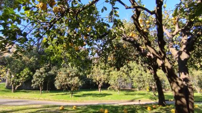 那不勒斯-皇家植物园柑橘天堂树概述
