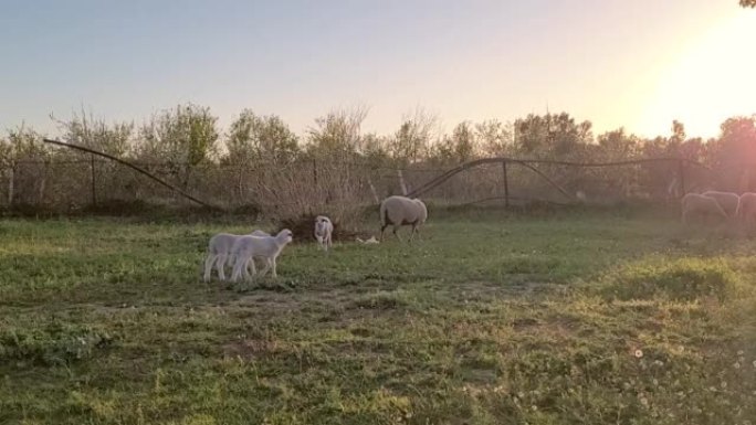 牧草中放牧的母羊和小羊