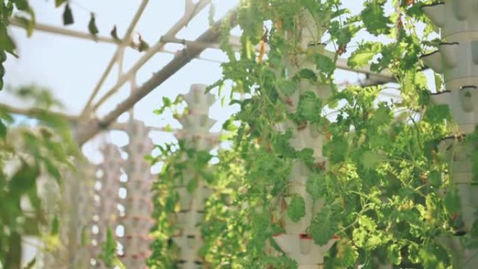 温室水培垂直农场生态系统内部，成排的花园蔬菜卷毛羽衣甘蓝幼苗在架子上生长，准备收获