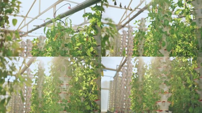 温室水培垂直农场生态系统内部，成排的花园蔬菜卷毛羽衣甘蓝幼苗在架子上生长，准备收获