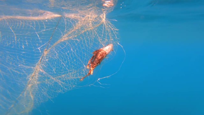 海中挂在船上的网中捕获的鱼
