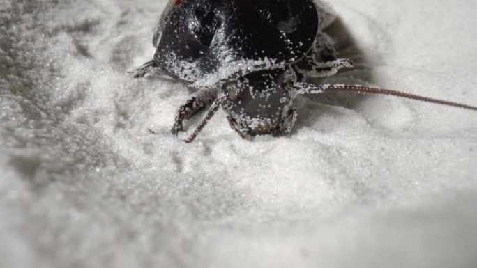 马达加斯加嘶嘶的蟑螂挖到白色的干沙里。大型的棕色甲虫，具有长卷须，节肢动物昆虫中的纯天然矿物石英颗粒