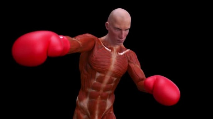 拳击手的4k解剖动画