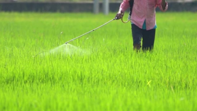 农民在稻米上喷洒农药: 斯里兰卡