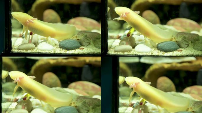 水族馆底部的特写墨西哥Ambistoma Axolotl墨西哥蝾螈