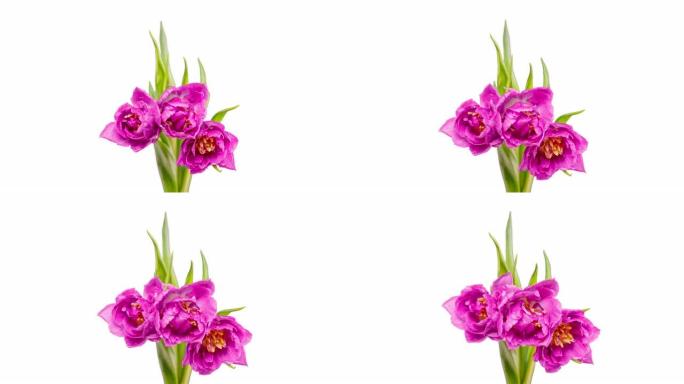 美丽的粉红色郁金香花背景。盛开的玫瑰花开放。延时。一束美丽的粉红色郁金香的特写 ..婚礼背景，情人节