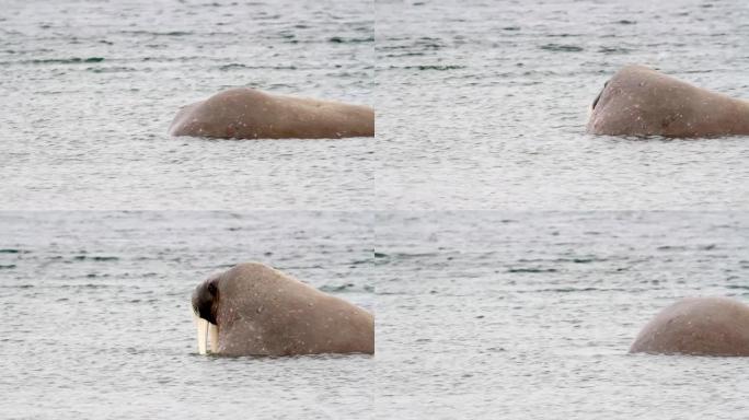 挪威斯匹次卑尔根群岛水中的海象