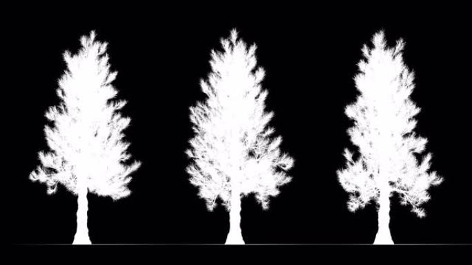 白色背景上的树与哑光阿尔法