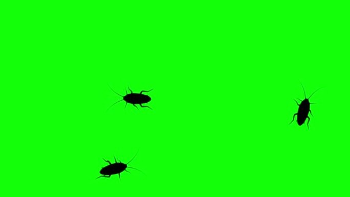 绿屏三只蟑螂，CG动画剪影，无缝循环
