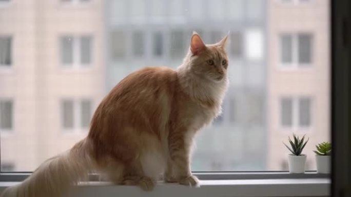 红缅因浣熊猫坐在窗台上。家庭动物宠物小猫mainecoon