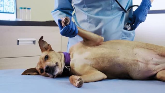 女兽医在听诊器的帮助下检查狗在诊所，保健。