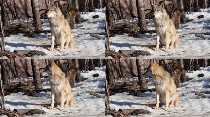 灰狼或欧亚狼，不同国家领土上的常见掠食者