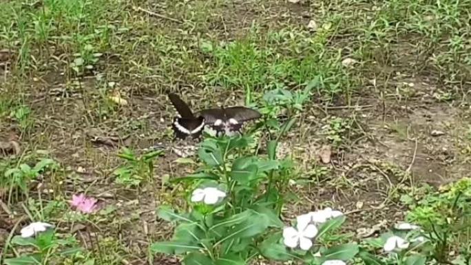双胞胎普通摩门教蝴蝶一起飞翔