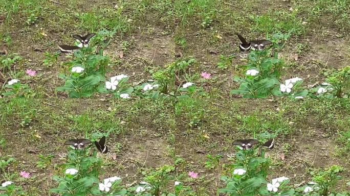 双胞胎普通摩门教蝴蝶一起飞翔