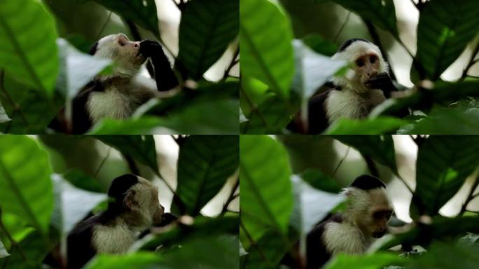 巴拿马白面卷尾猴: 巴拿马