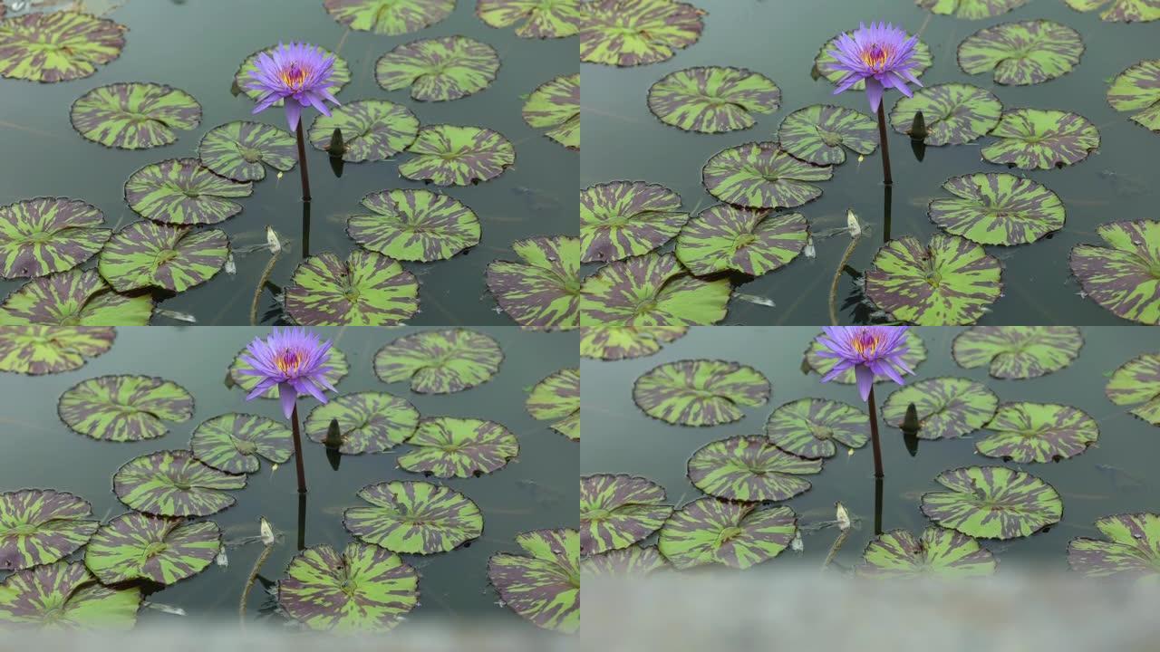 睡莲。池塘里的蓝色莲花。